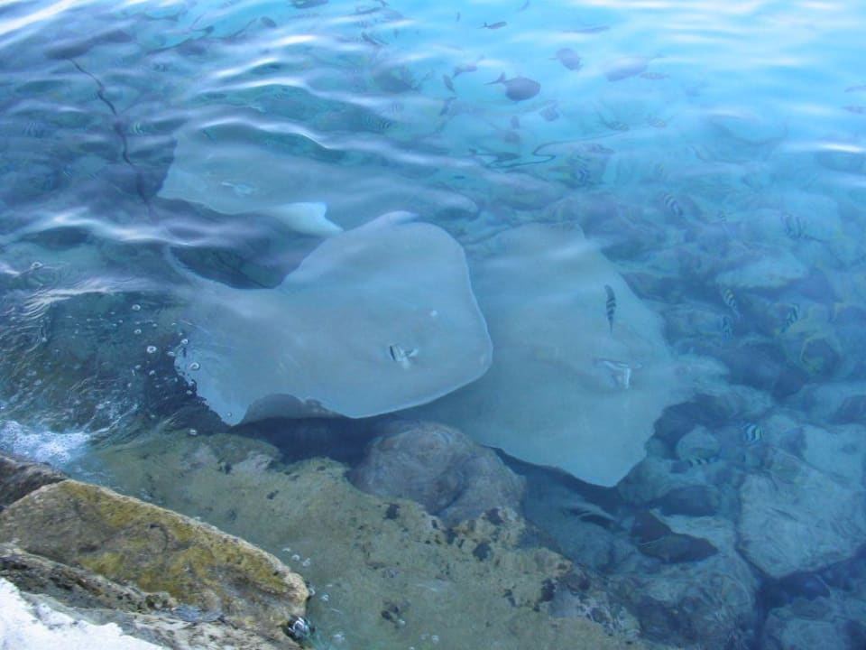Rochen Summer Island Maldives