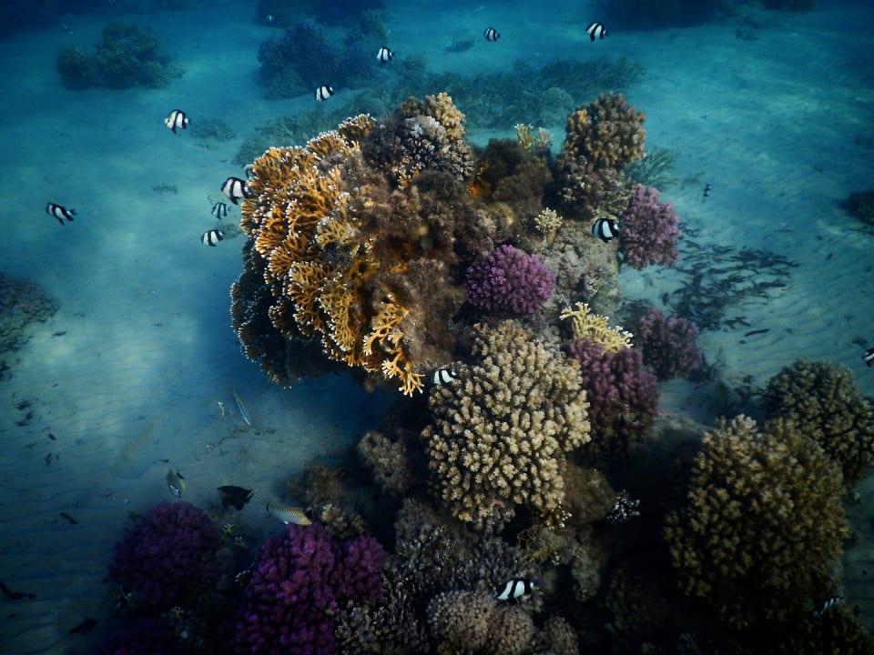 Strand Shams Prestige Abu Soma-Adults Only