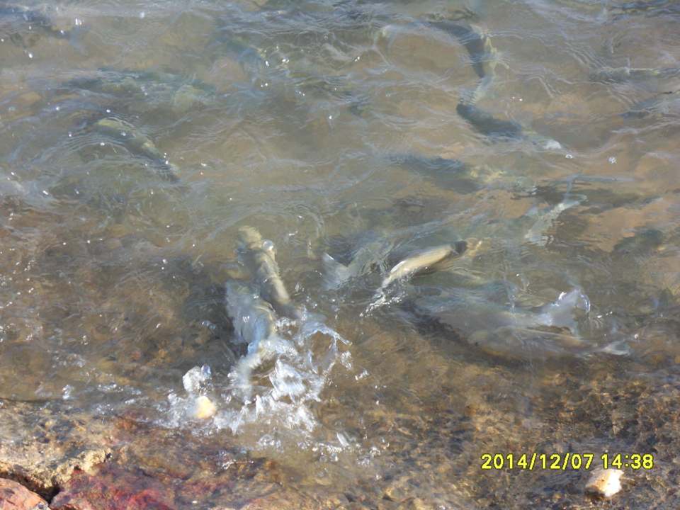 Fische SUNRISE Crystal Bay Resort