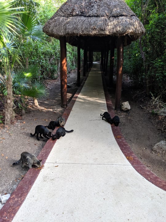 Gartenanlage Grand Palladium Kantenah Resort & Spa