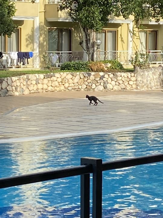 Pool Tu Casa Gelidonya Hotel