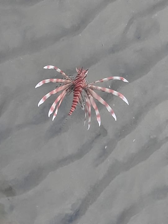 Sonstiges Shams Prestige Abu Soma-Adults Only