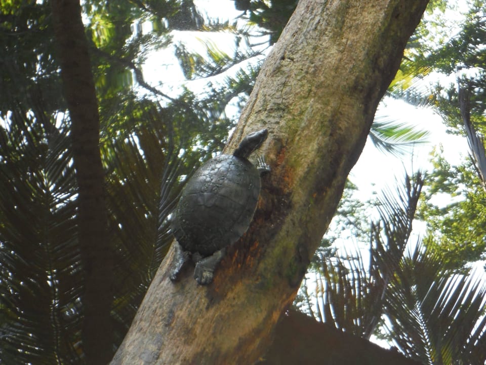 Schildkröte Wyndham Alltra Samana