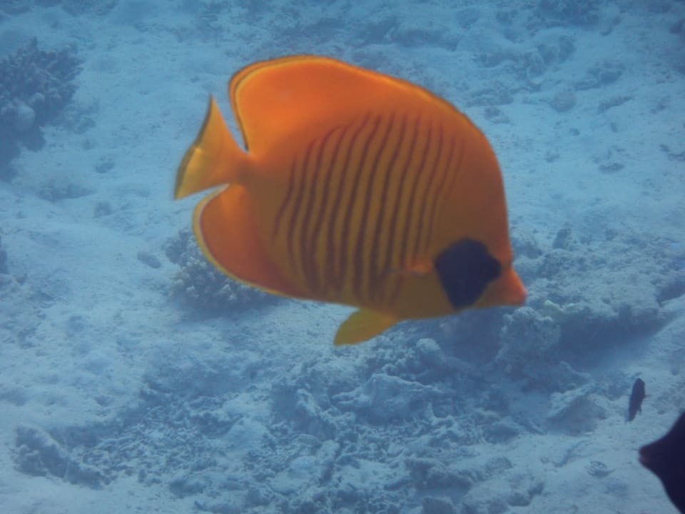 Sport & Freizeit Steigenberger Coraya Beach - Adults only