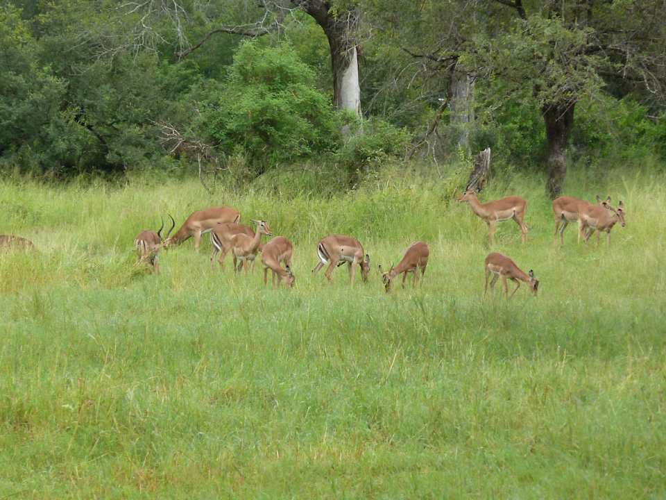 Safari Sabi Sabi Bush Lodge