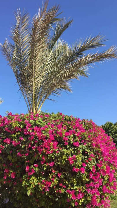 Gartenanlage Desert Rose