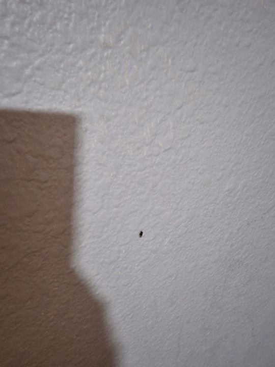 Zimmer Hotel Rodeway Inn Seatac