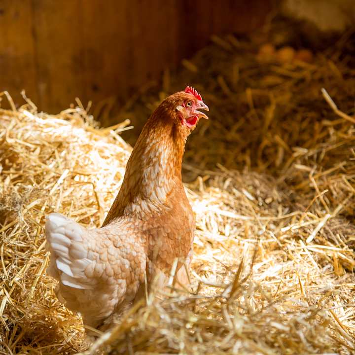 Gastro Apartment Hockmannshof