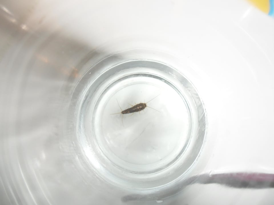 Kleine Bewohner im Bad Monarque Club Rivage