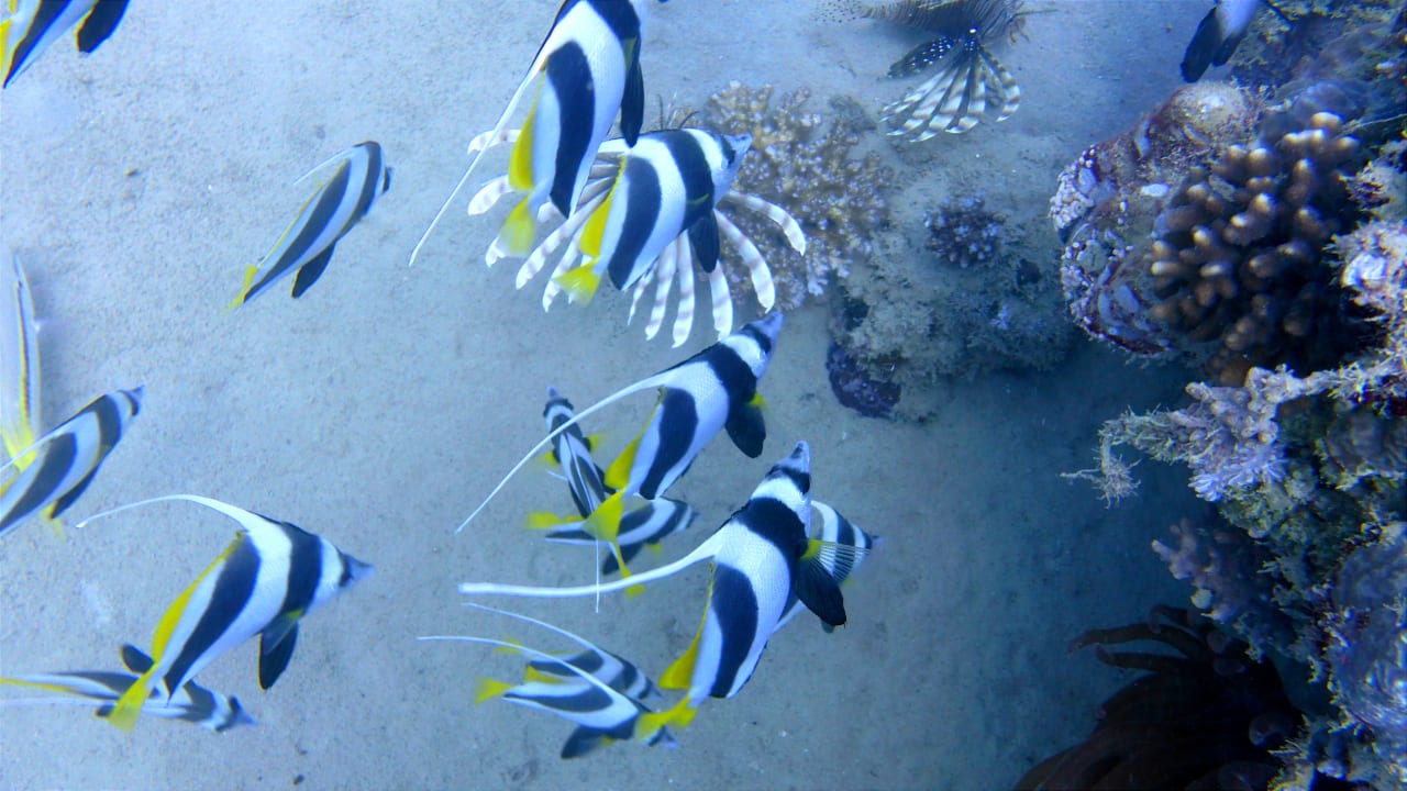 Sport & Freizeit Mövenpick Resort El Quseir