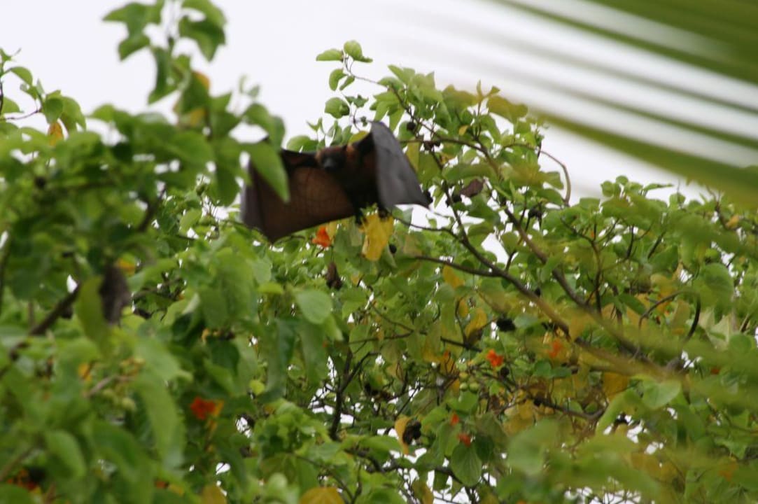 Flughund beim Abheben Summer Island Maldives