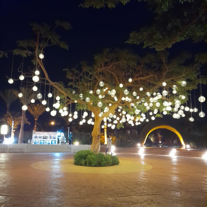 Gartenanlage Desert Rose