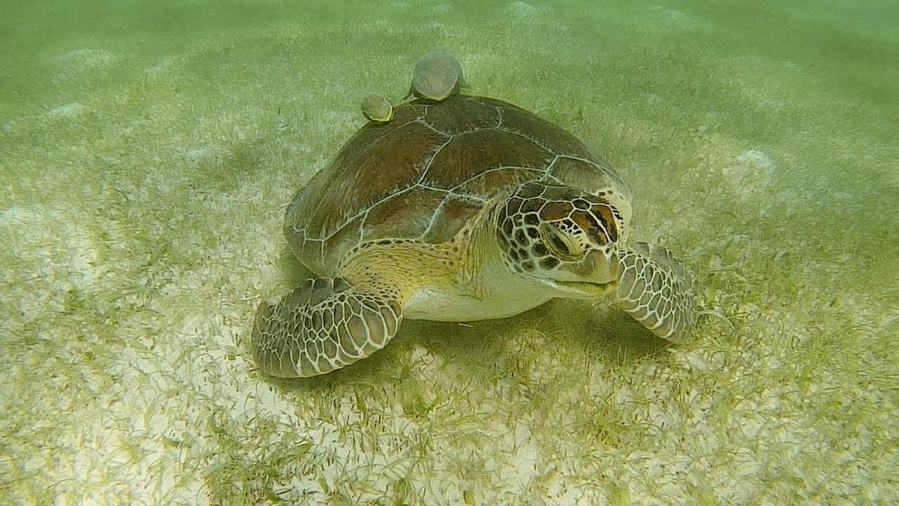 Sport & Freizeit Akumal Bay Beach & Wellness Resort