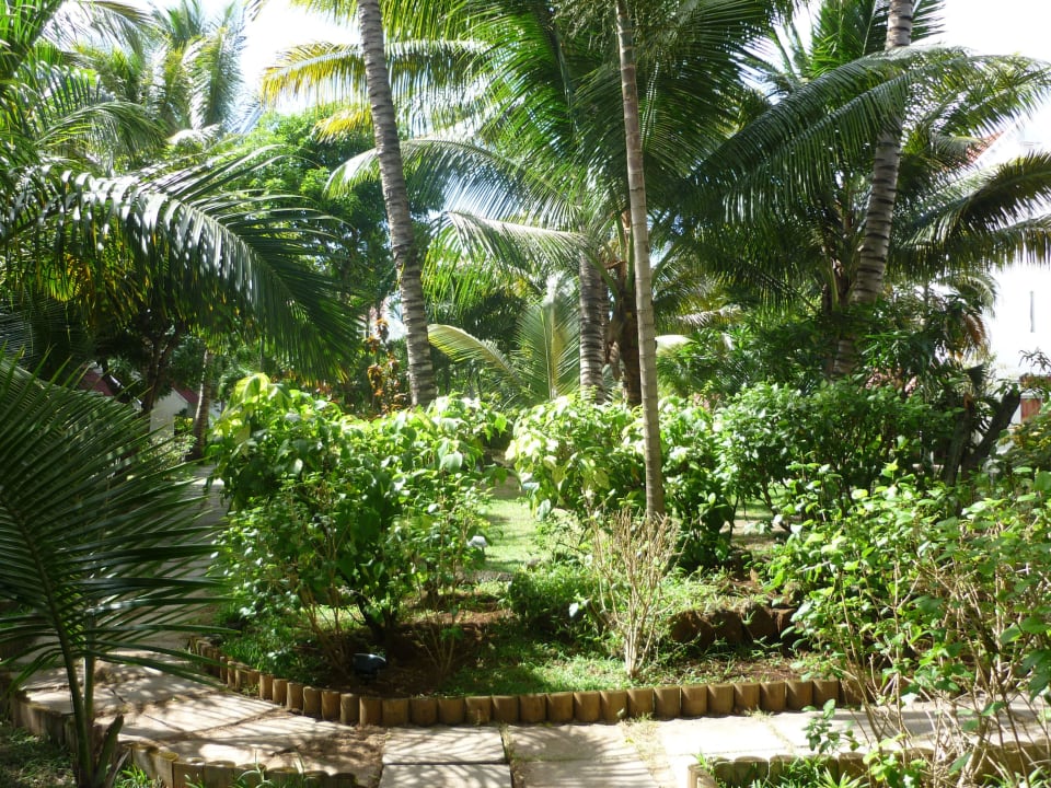 Ein schöner alter Baumbestand Ocean Villas Hotel