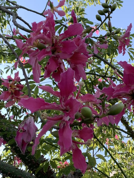 Gartenanlage Dream World Aqua Hotel