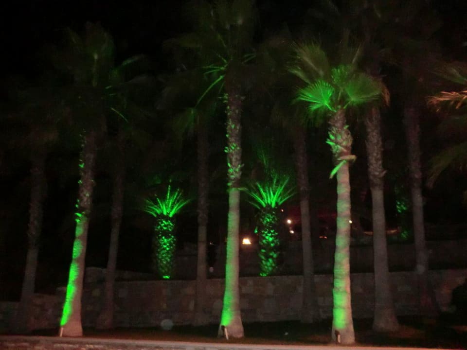 Beleuchtete Palmen Arum Barut Collection