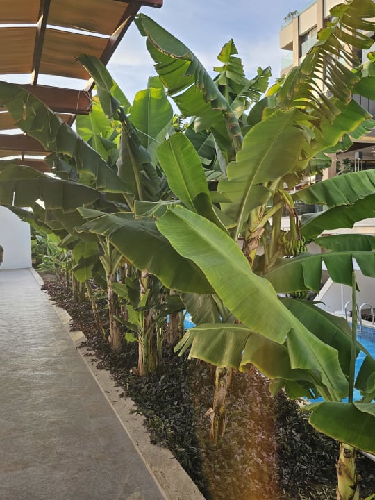 Sonstiges Süral Saray Hotel