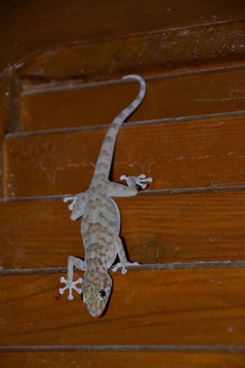 Bewacht das Zimmer Sentido Akassia Beach