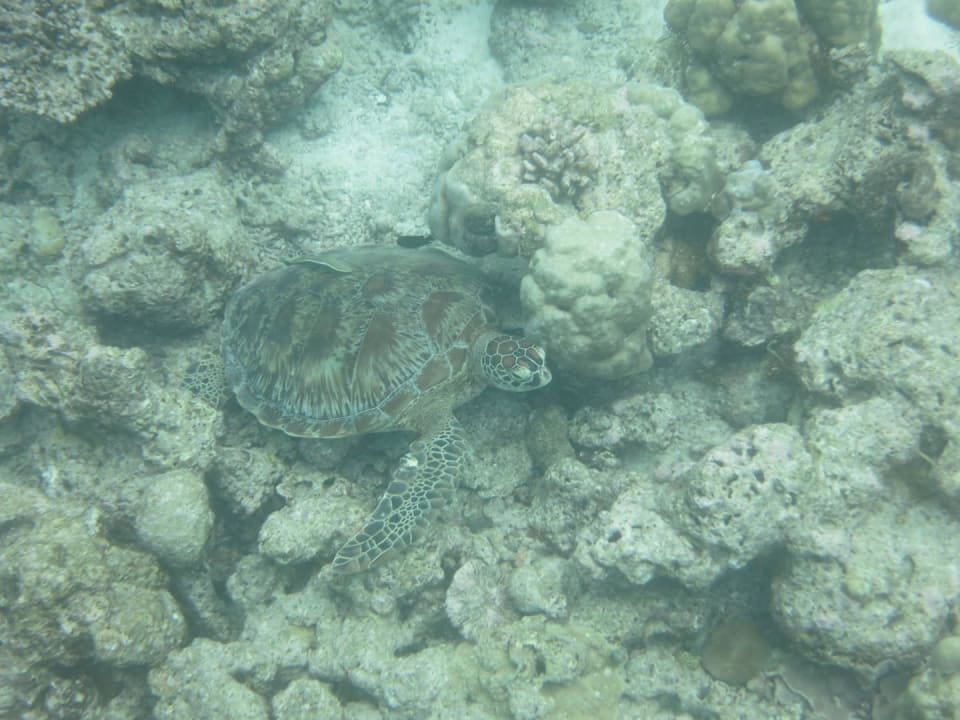 Am Hausriff Kuredu Island Resort & Spa