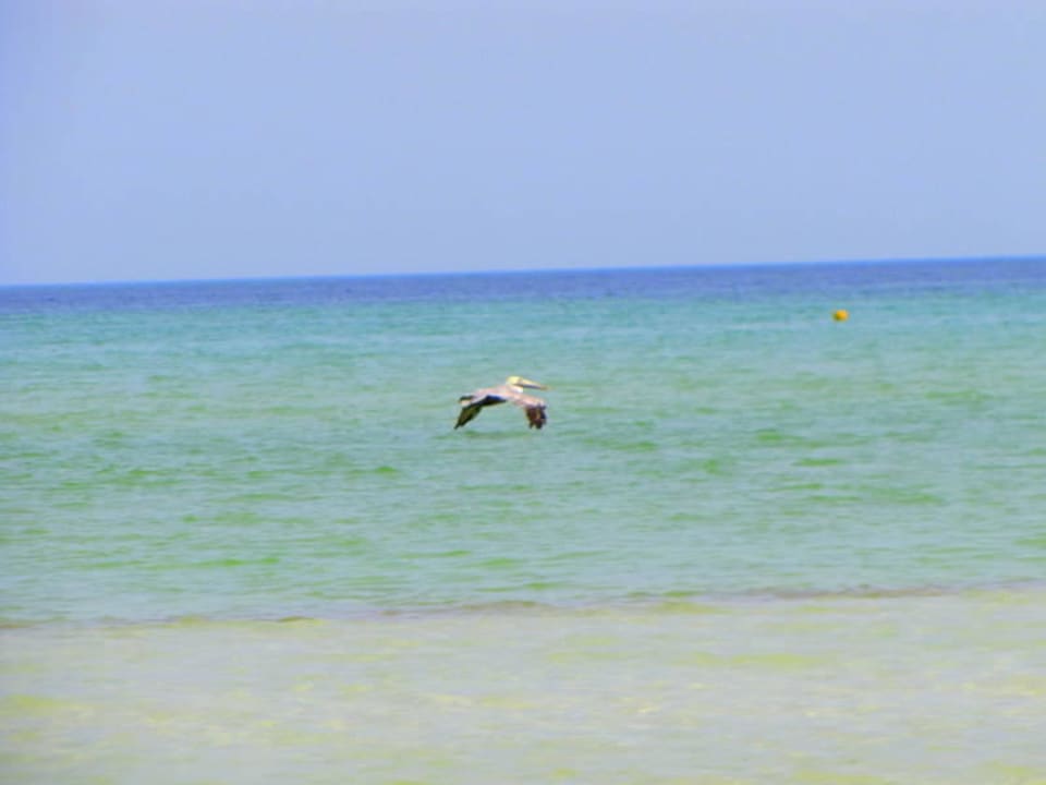Pelikane wo hin man schaut  Hotel Villas Flamingos