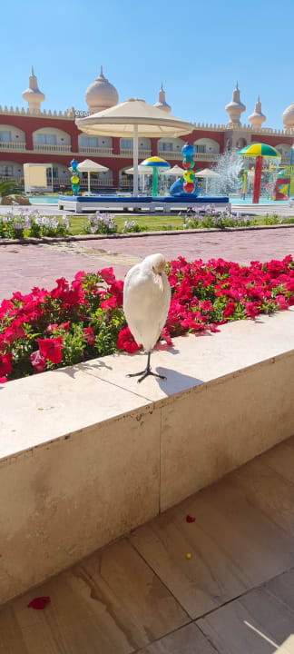 Gastro Pickalbatros Alf Leila Wa Leila Resort - Neverland Hurghada