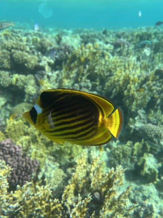 Strand Makadi Spa - Adults only