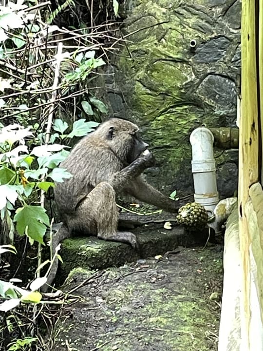 Gartenanlage Buhoma Lodge