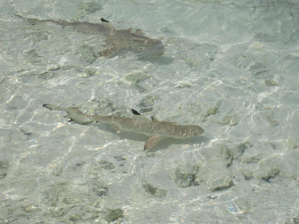 Schwarzspitzenhaie Kuredu Island Resort & Spa