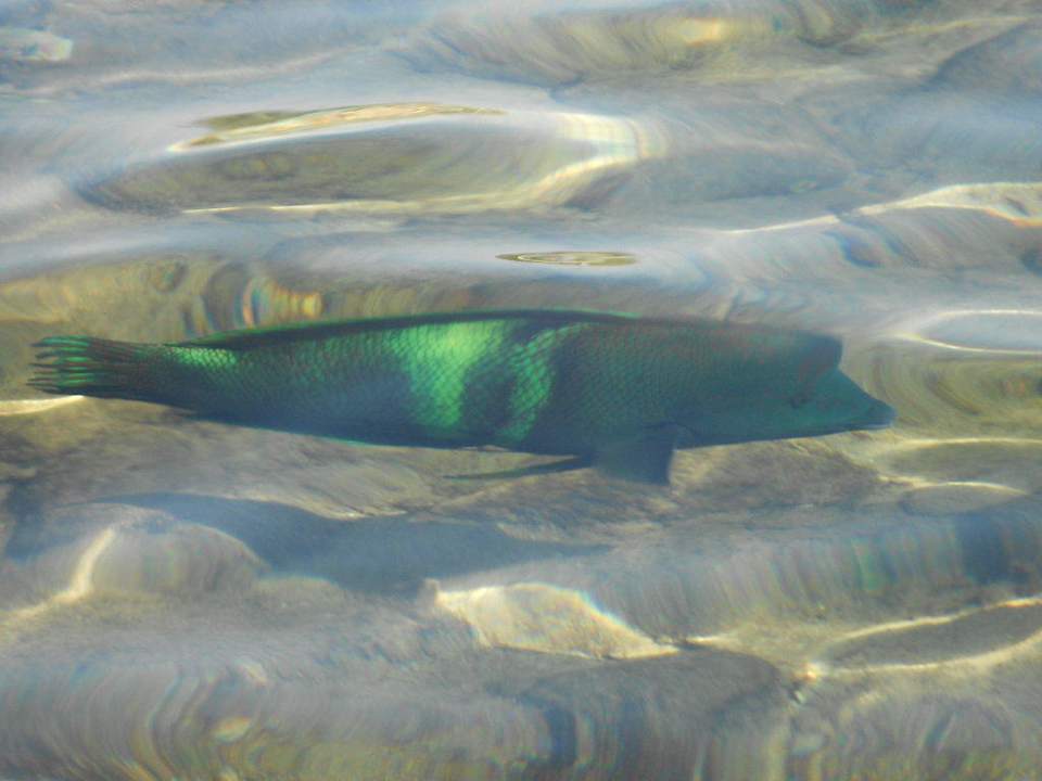 Fisch Ghazala Gardens