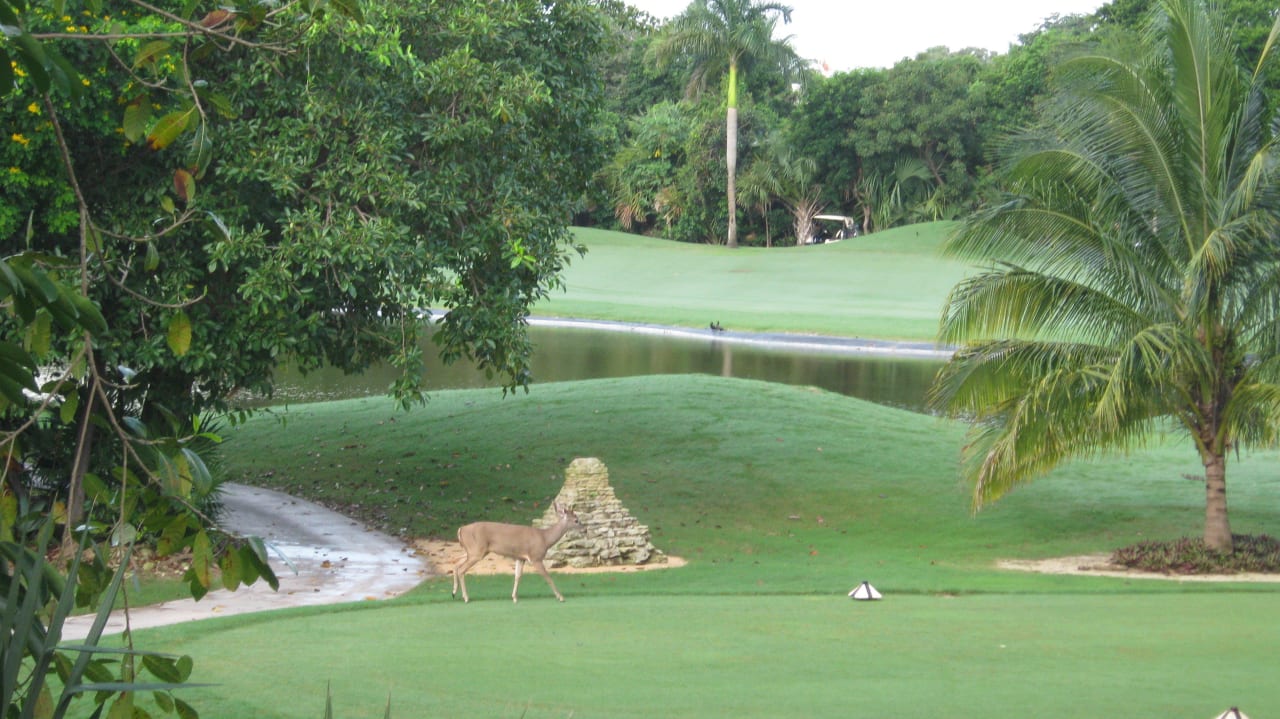 Golfplatz mit Reh! Hotel Riu Tequila