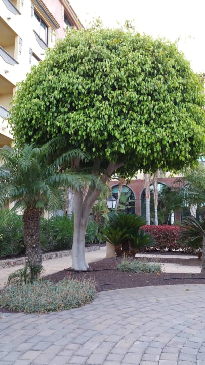 Immer frisch gestutzt! R2 Rio Calma Hotel & Spa & Conference