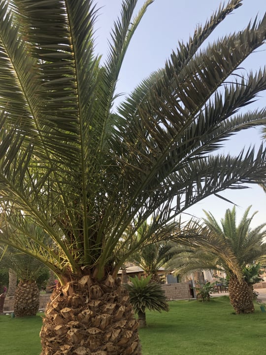 Gartenanlage Fort Arabesque Resort, Spa & Villas
