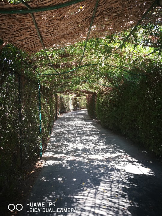 Gartenanlage Jaz Makadi Oasis Resort