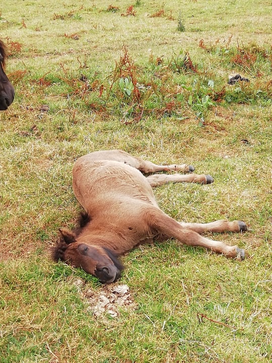 Gartenanlage Landhaus Ostseeblick