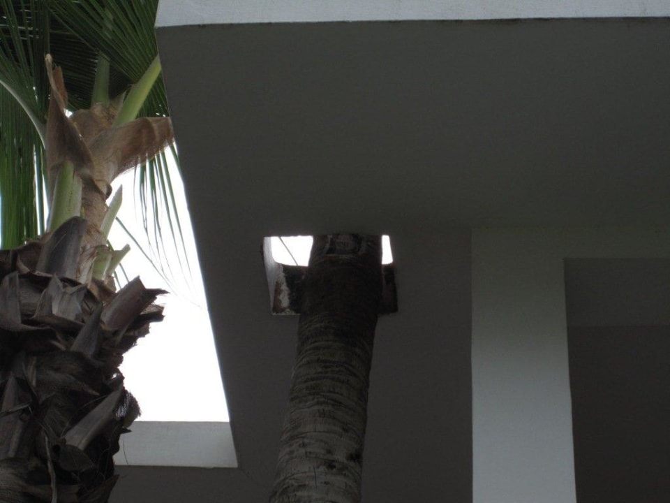 Für die Palmen freigehalten Hotel Riu Bambu