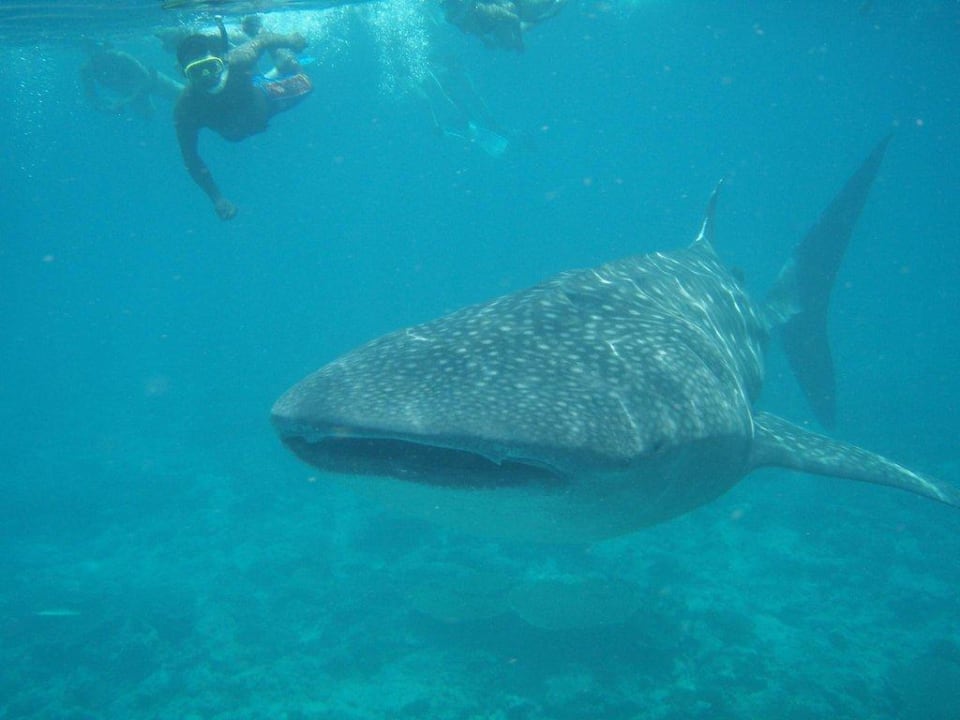 Walhaie der Wahnsinn Vilamendhoo Island Resort & Spa