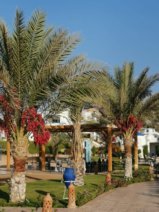 Gartenanlage Coral Sun Beach