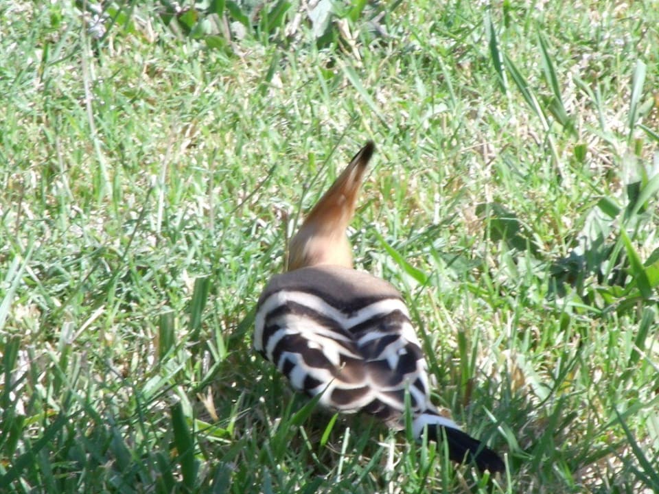 Garden visitors Villa Vegana