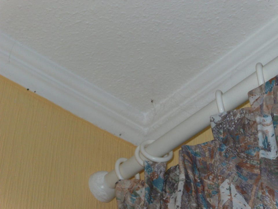 Spinnweben in den Ecken Ferien Hotel Bad Malente