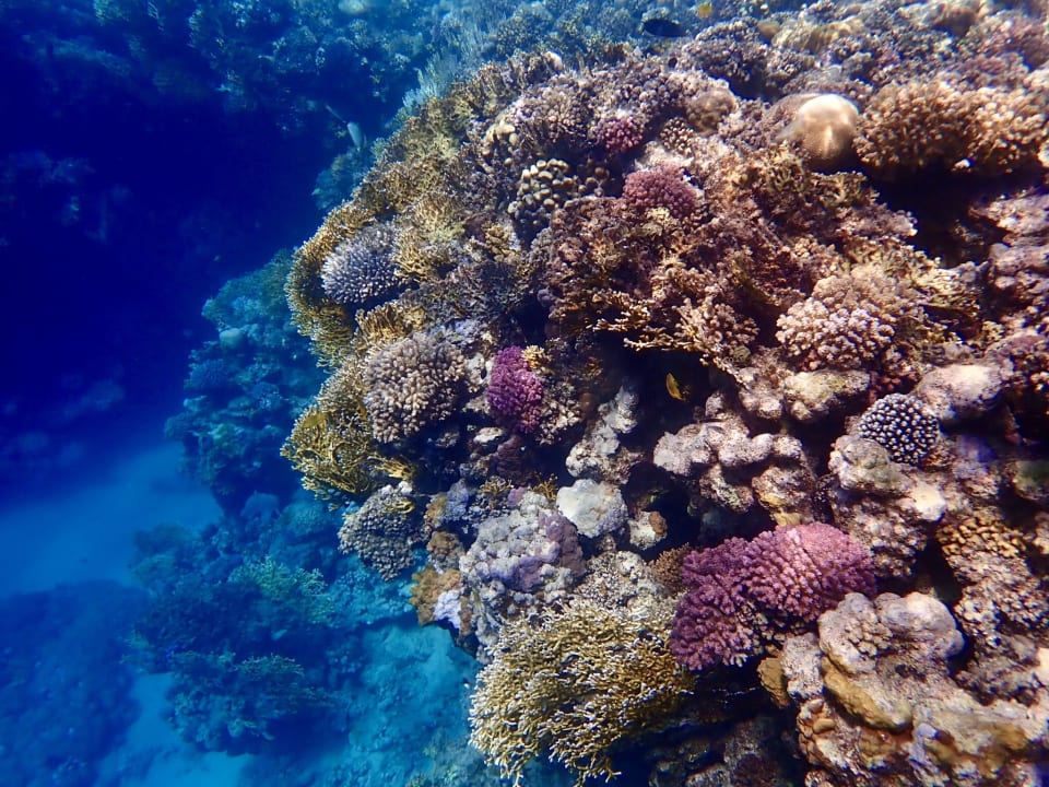 Strand Steigenberger Resort Alaya Marsa Alam - Red Sea - Adults only