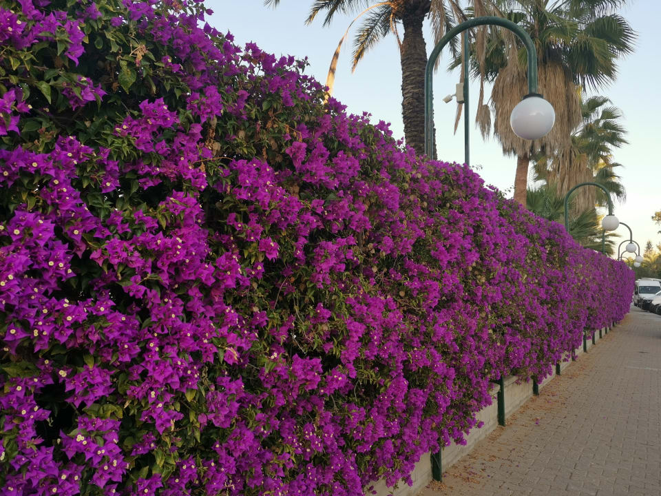 Gartenanlage VONRESORT Golden Coast