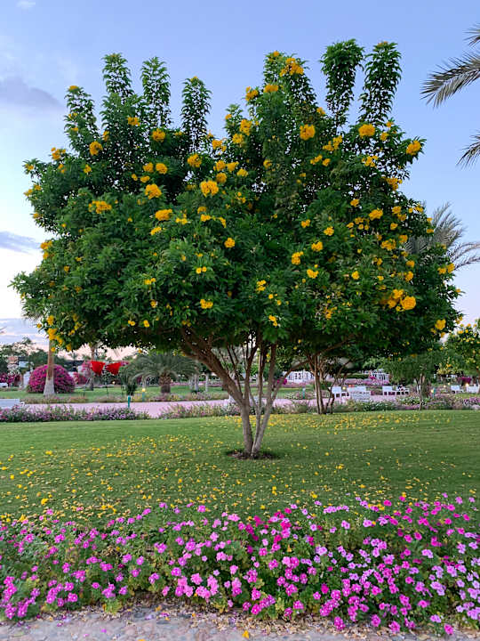 Gartenanlage Desert Rose