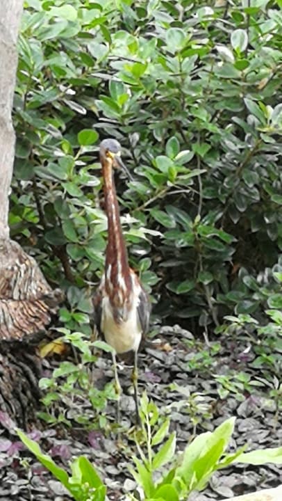 Sonstiges Hotel Grand Palladium Palace Resort, Spa & Casino