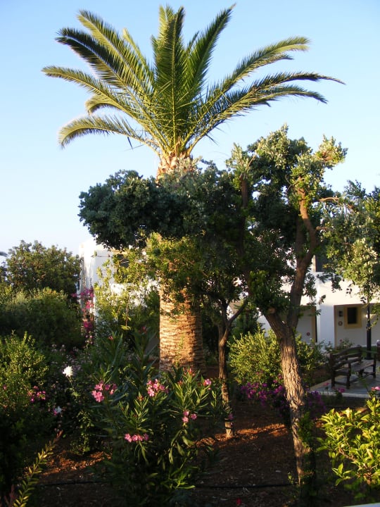 Terrace view TUI SUNEO Chrissi Amoudia