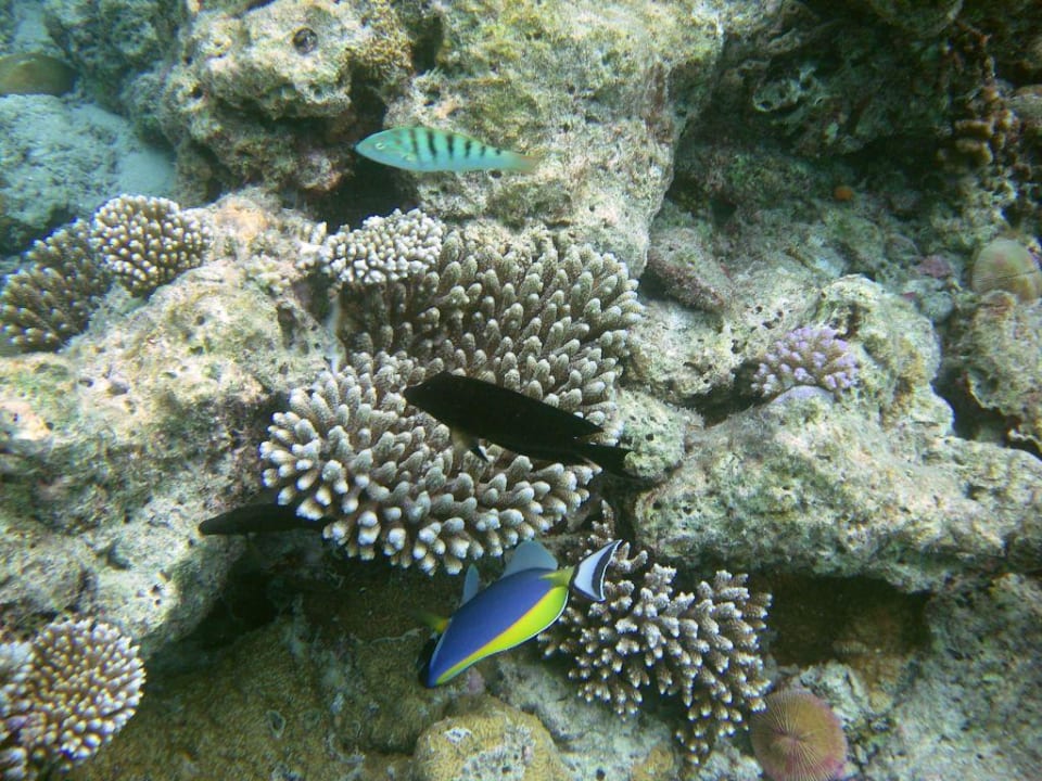 Schnorchelausflug zur Sandbank Summer Island Maldives