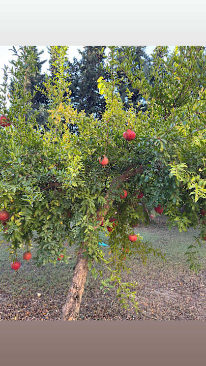 Gartenanlage Kamelya Aishen Club