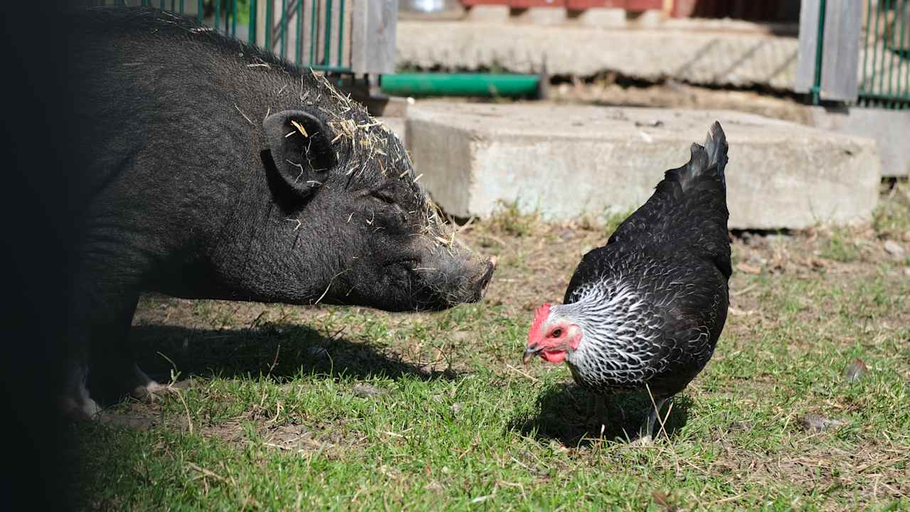 Gartenanlage Ferienhof Schwehr