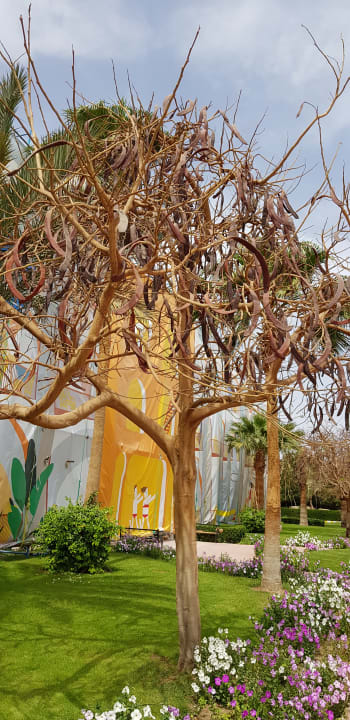 Gartenanlage Desert Rose