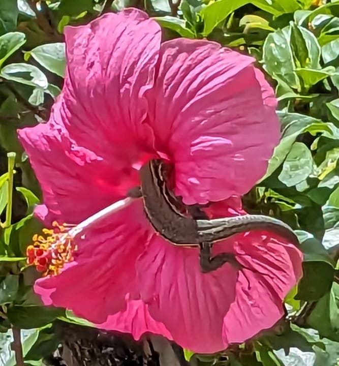 Gartenanlage Tigaiga Suites