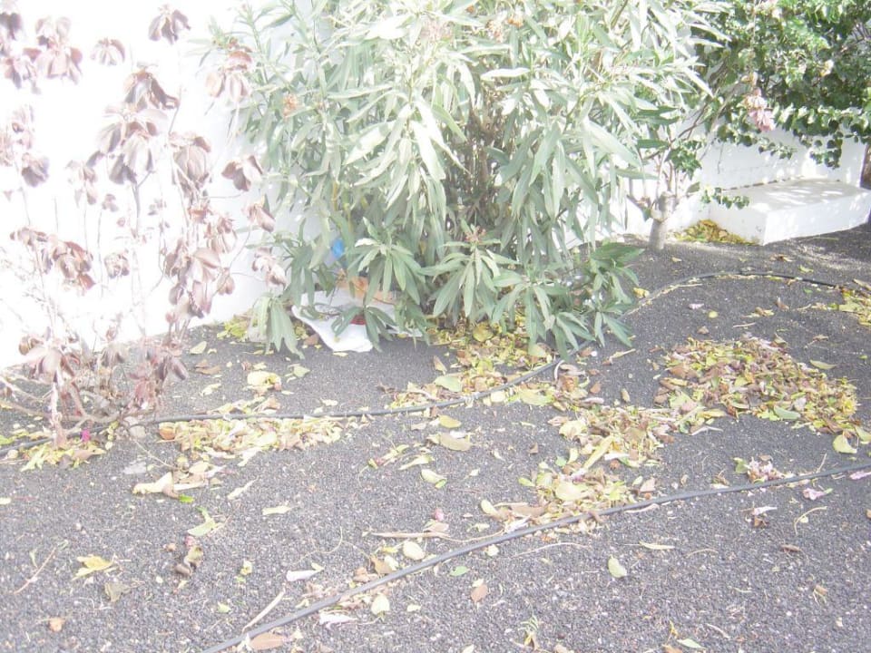 Gartenanlage allsun App.-Hotel Albatros